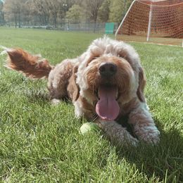 Lady - Goldendoodle