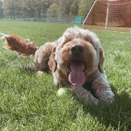 Lady - Goldendoodle
