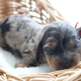 Ron - Dapple male Dachshund puppy in Morrow, Ohio from Courtney’s Colorful Doxies