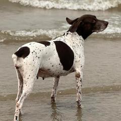 German Shepherds and German Shorthaired Pointers from Z Haus Kennels