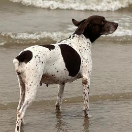 German Shepherds and German Shorthaired Pointers from Z Haus Kennels