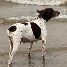 German Shepherds and German Shorthaired Pointers from Z Haus Kennels