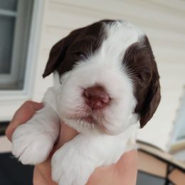 Mr. Walker - White and liver male English Springer Spaniel puppy in Kingsport, Tennessee from Leandra's English Springer Spaniels