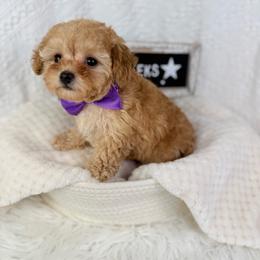 Tweet-Tweet PRICE DROP - Apricot female Poodle puppy in Florida from Adorable Toy-Miniature Poodles