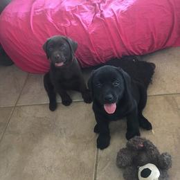 Labrador Retriever Puppies from Mythic Labradors, LLC