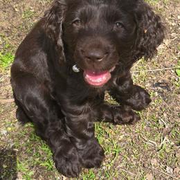 Red Collar - Liver female Boykin Spaniel puppy in Midland, Michigan from Ives Heritage Homestead