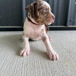 Male 1 - Red merle male Catahoula Leopard Dog puppy in Manchester, Tennessee from Middle TN Leopard Catahoulas and Middle TN Bassett Hounds