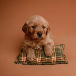 Crush - Dark golden male Golden Retriever puppy in Buhl, Idaho from Atkinson's Goldens