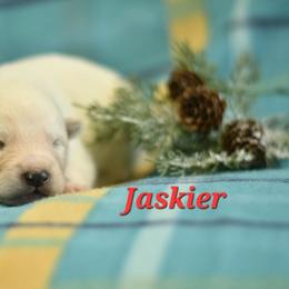 Jaskier - White male Alaskan Malamute puppy in Kingston, Tennessee from North Shore Alaskan Malamutes
