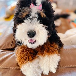 Hope - Bernedoodle