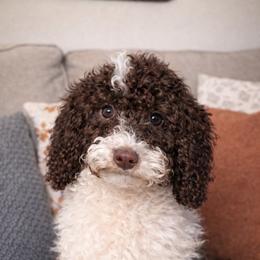 Snickers - Brown and white female Cockapoo puppy in Connersville, Indiana from MoonShine Babies