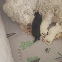 Skye - Liver male Miniature Schnauzer puppy in Temple, Texas from Schnauzers Of Taylor