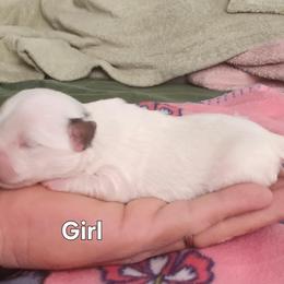 Girl 2 - Tan and white female Yorkshire Terrier puppy in Adams, North Dakota from Mathiasons Little Barkers