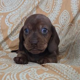 Java - Red male Dachshund puppy in Cowen, West Virginia from Bennett Babies