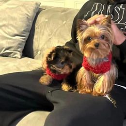 Teacup - Yorkshire Terrier