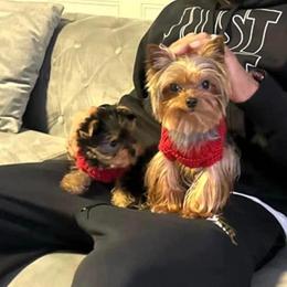 Teacup - Yorkshire Terrier