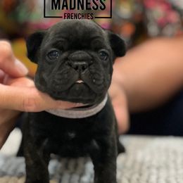 French Bulldog Puppies from Desert Madness Frenchies