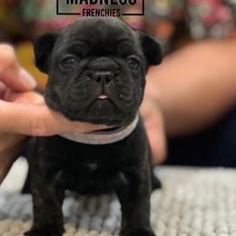French Bulldog Puppies from Desert Madness Frenchies