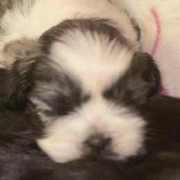 Landry - Tricolor female Shih Tzu puppy in Tallahassee, Florida from Bows and Bow Ties