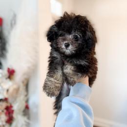 Grayson - Phantom male Poodle puppy in Chapel Hill, North Carolina from Cyndi’s Poodles