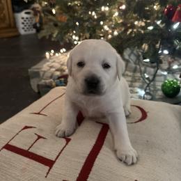 Boy 4- White English Lab - Yellow male Labrador Retriever puppy in Isanti, Minnesota from Four Corners Family Labs