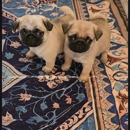 Boy 1 - Fawn male Pug puppy in Vale, North Carolina from Von Katzenstein Kennel