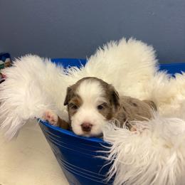 Alamo - Merle male Bernedoodle puppy in Waco, Texas from Doodles of Your Dreams (formerly Texana Doodles)