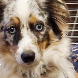Miniature Australian Shepherds and Toy Australian Shepherds from Outback Aussies Central Texas