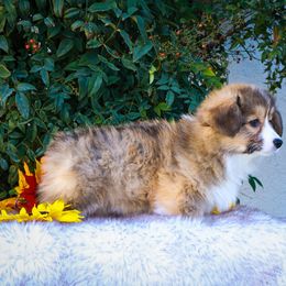 Sable fluffy - Sable male Pembroke Welsh Corgi puppy in Caliente, California from Rafter Cross 7