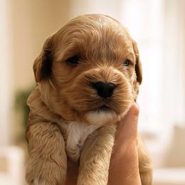 Gray Boy 5 - Apricot male Goldendoodle puppy in Covington, Louisiana from MyKy Puppies