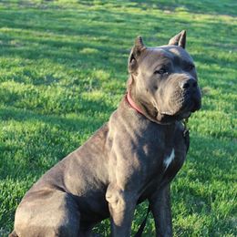Goliath - Cane Corso