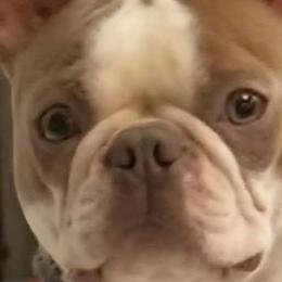 Boston Terriers from Glacier Bark Boston Terriers