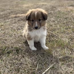 Sable Boy 3 - Sable and white male Shetland Sheepdog puppy in Shirley, Arkansas from Lucky Pups