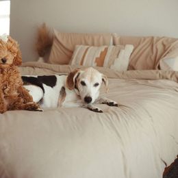 Goldendoodle Puppies from Doodle Paws Az