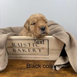 6th pick boy (black collar) - Dark golden male Golden Retriever puppy in Petaluma, California from Contango Goldens