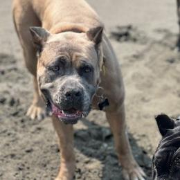Xena - Cane Corso
