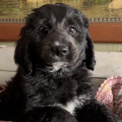 Pyredoodles from Perfect Pyredoodles