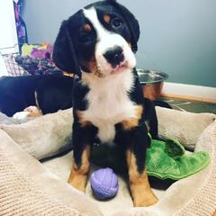 Greater Swiss Mountain Dog Puppies from Hidden Hill Greater Swiss Mountain Dogs