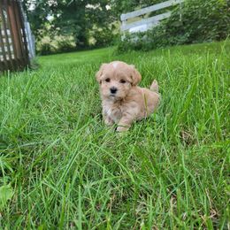 Java - Red male Havanese puppy in Salesville, Ohio from RiverLynn