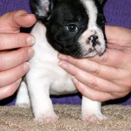 French Bulldog Puppies from BigStar French Bulldogs