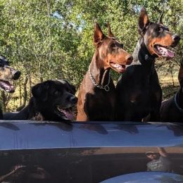 Doberman Pinschers from S & J Dobermans