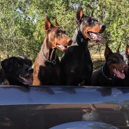 Doberman Pinschers from S & J Dobermans