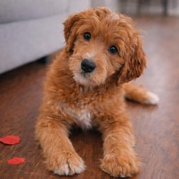 Goldendoodle Puppies from Skye Blue Goldendoodles