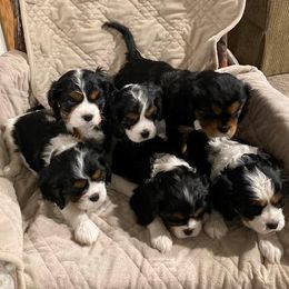 Cavalier King Charles Spaniel Puppies from Chris' Cavalier King Charles Spaniels