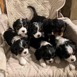 Cavalier King Charles Spaniel Puppies from Chris' Cavalier King Charles Spaniels