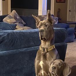 Great Dane Puppies from South Fort Blue Danes