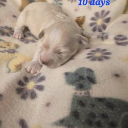 Ace - Cream male Havanese puppy in Trinity, Alabama from Tooties Cuties Havanese
