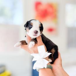 Cody-White Collar - Tri-color male Bernedoodle puppy in Ontario, California from Teddy Doodles & Standard Poodles