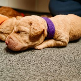 Faith - Apricot female Goldendoodle puppy in Lancaster, California from Kid's Best Doodle