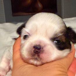 Captain Soul Sultans Star - Gold and white male Shih Tzu puppy in Spartanburg, South Carolina from Ganna's Shih Tzus
